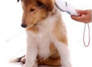 Microchip servives