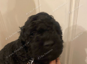 Covapoo pups for sale