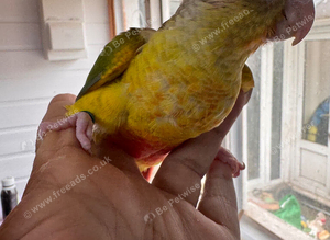 Tame and Hand reared baby conure