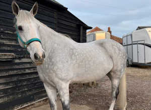 Devons equine clipping service