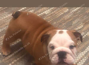 Kc reg red and white bulldog pup