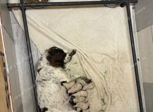English Springer Spaniel puppies KC registered.
