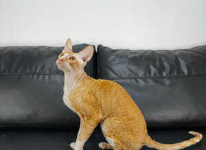 Cornish Rex Male Seeking a Loving Forever Home