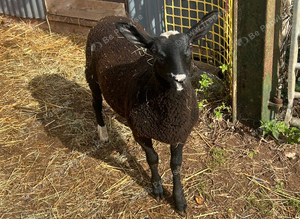 Zwartble ewe lamb