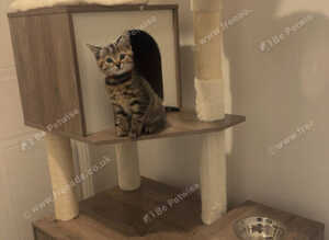 9 week old kitten