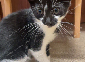 2 black and white kittens