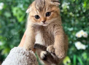 Beautiful Scottish fold Black Golden Chinchilla.