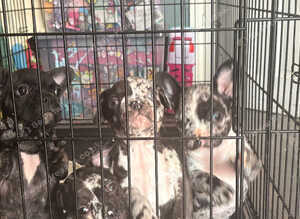 3 stunning MERLE french bulldogs !