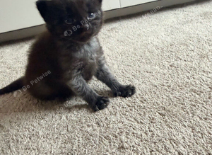 Kitten
