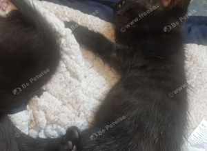 Bengal tortoise shell babies