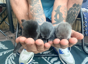 Mini lop rabbits