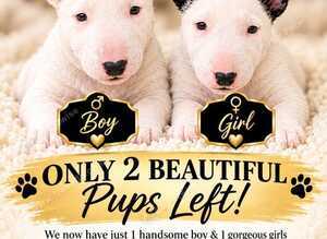 Beautiful English Bull Terrier Puppies