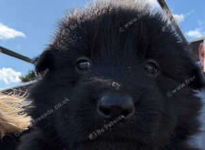 GSD puppies