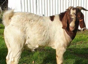 Proven billy goat