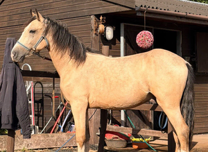 Dun gelding