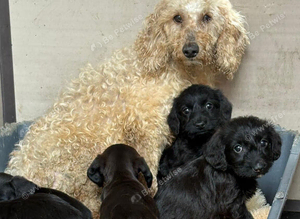 Cockapoo