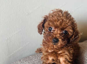 Asian poodle micro size puppies