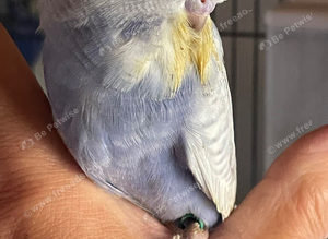 Tame baby budgies straight from the parents