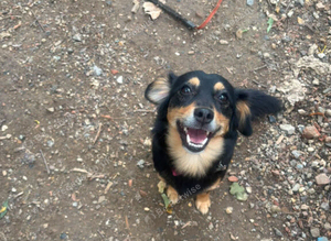 Indy is looking for a home