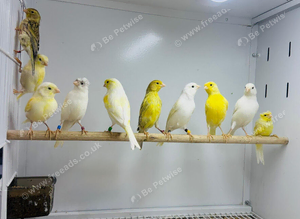 Canaries