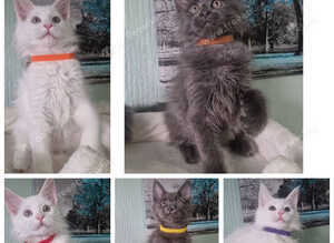 TICA REGISTERED MAINECOON KITTENS