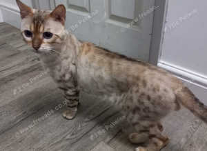 Seal lynx snow bengal stud