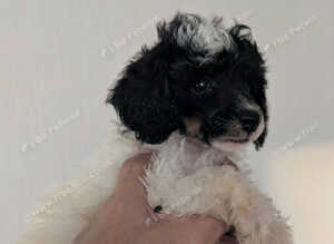 Gorgeous Toy Poodle Pups