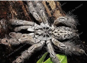Togo starburst tarantula