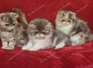 Stunning persian/extic kittens