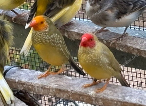 Star finches