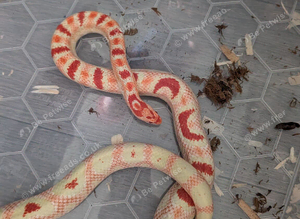 Female mandakeetee corn snake