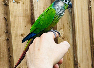 Greem cheek conure