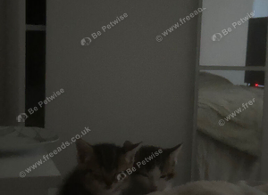 selling 3 kittens