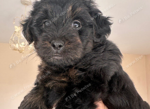 Cockapoo Mix