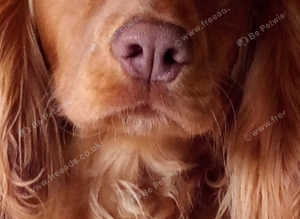 Kc reg cocker spaniel male for stud