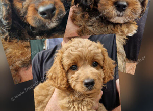 Five Cavapoochon pups left, ready now