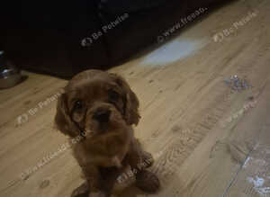 Stunning full bred cavalier king charles spaniel puppies forsale kc/Ikc registration