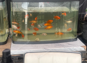 Young goldfish
