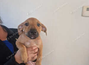 Staffy x saluki pups for sale