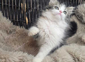 Persian beautiful girl ready now