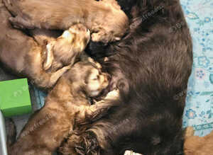 Show cocker spaniel