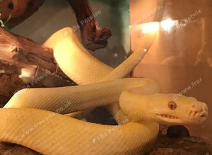 Lots of snakes vivariums & equipment to much to list