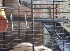 2 fancy rats