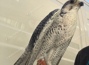 1 male gyrsaker falcon