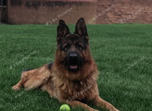 2 year old KC German shepherd dog