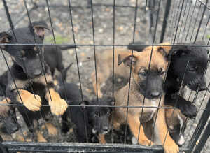 German shepherd x german shepherd/belgian Malinois puppy's