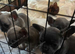 Four beautiful pups