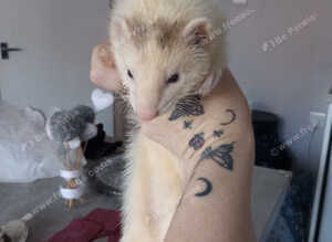 Male White & grey ferret