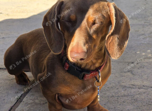 Mini datchund