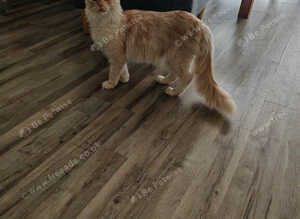 Full pedigree Maine coon